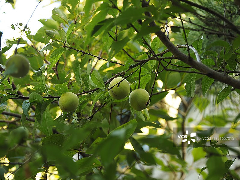从低角度观察生长在树上的水果图片素材