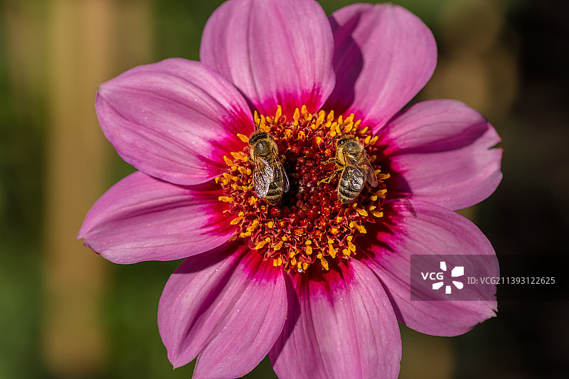 蜜蜂在粉红色花朵上的特写，巴拉瑞特，维多利亚，澳大利亚图片素材