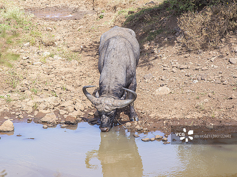 肯尼亚内罗毕，野牛在水坑中饮水的高角度视角图片素材