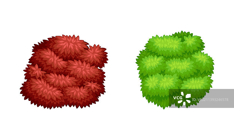 绿色和红色的灌木装饰公园或花园图片素材