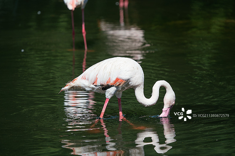 湿地上的粉色火烈鸟图片素材