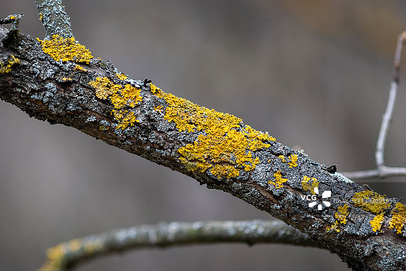 黄树地衣在老果树树干上，特写图片素材