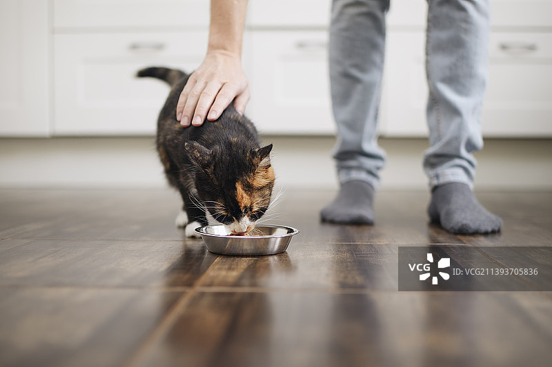 猫在家用碗吃饭图片素材