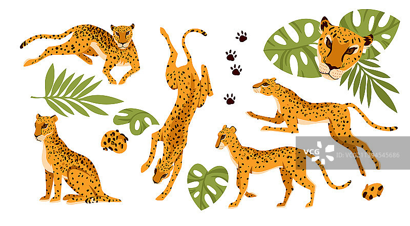 一组不同姿势的野豹图片素材