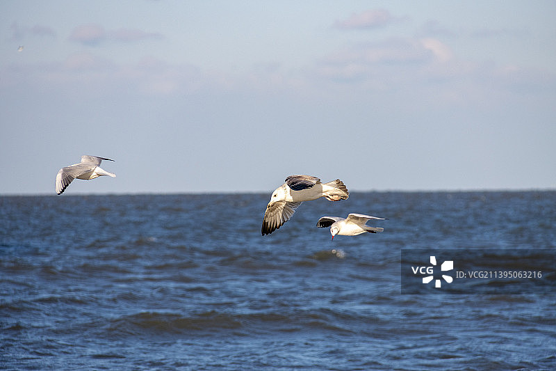 海面上展翅飞翔的海鸥图片素材
