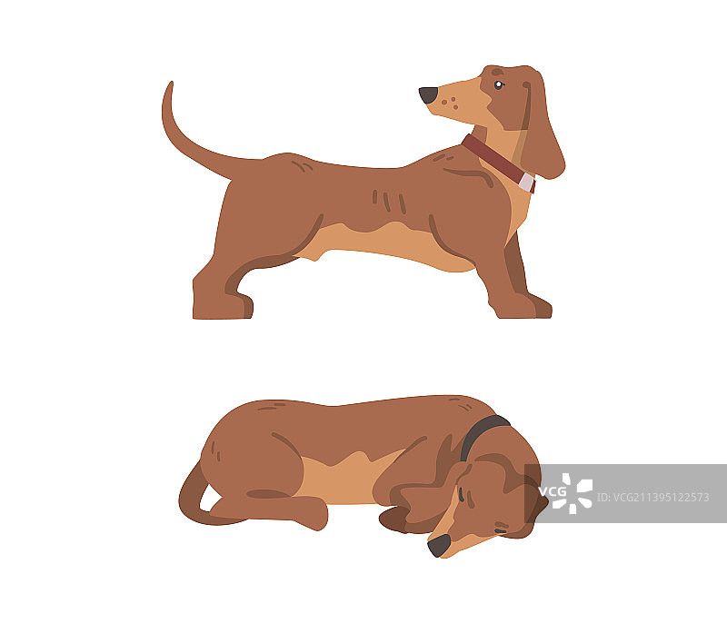 长腿短的腊肠犬或獾犬图片素材