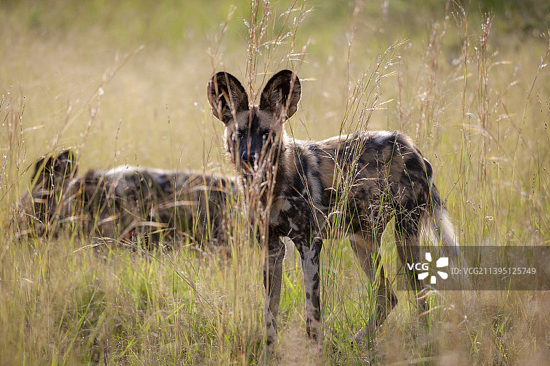 鹿站在草地上的肖像，马迪克韦野生动物保护区，西北省，南非图片素材