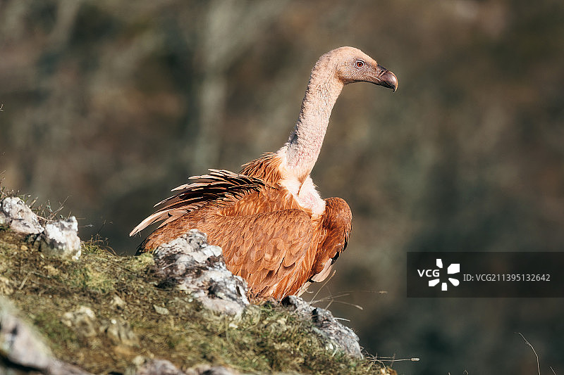 西班牙，秃鹫在户外栖息的特写图片素材