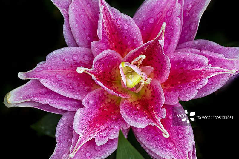 湿粉色玫瑰的特写，韩国图片素材
