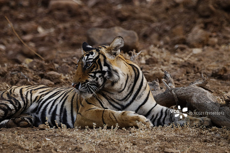 印度拉贾斯坦邦，兰滕伯尔国家公园，老虎幼崽在野外的特写图片素材