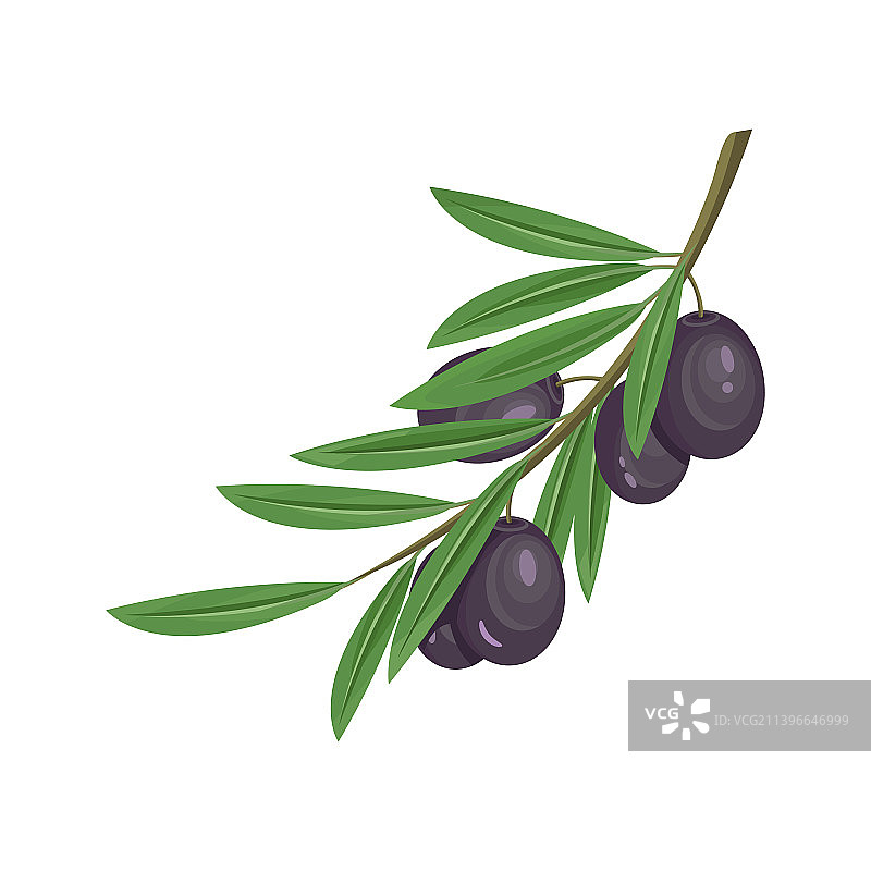 黑色橄榄在树枝图标或剪贴画图片素材
