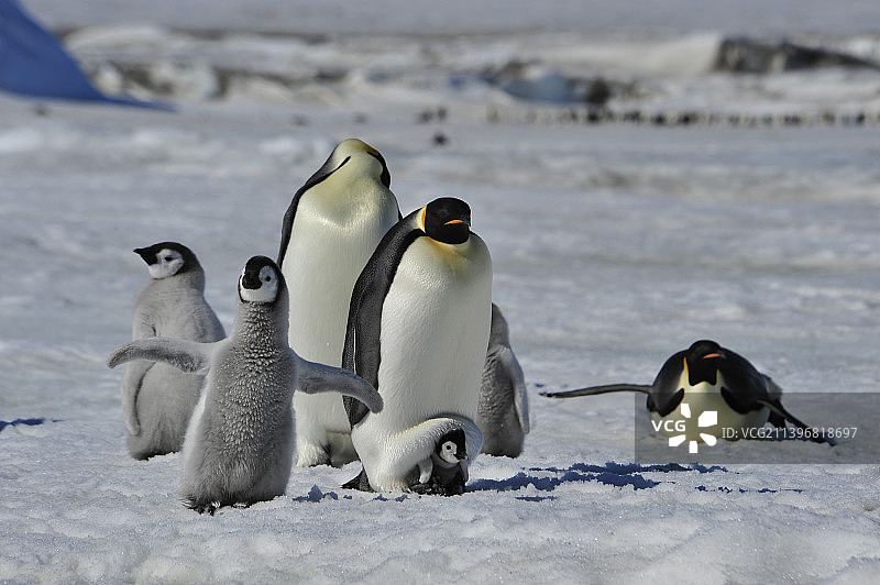 雪地上的企鹅图片素材