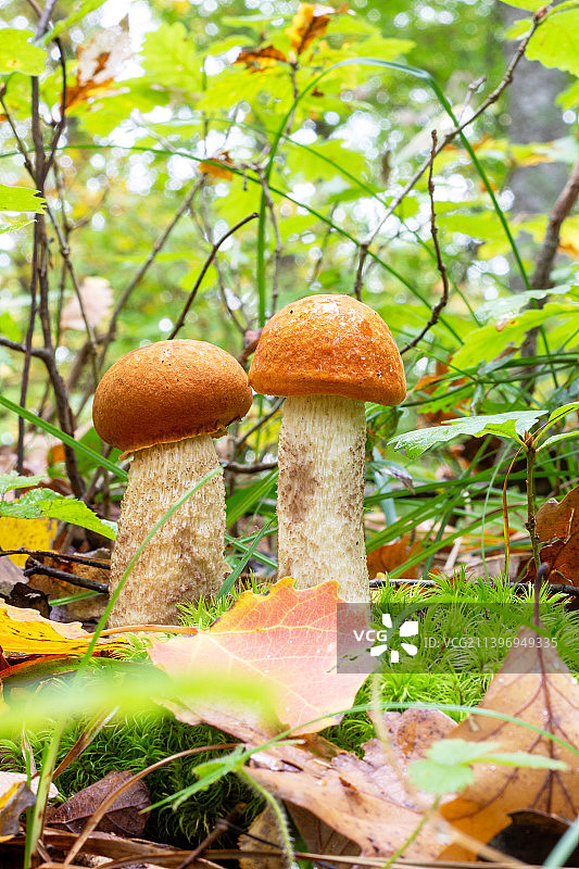 蘑菇在田野上生长的特写图片素材