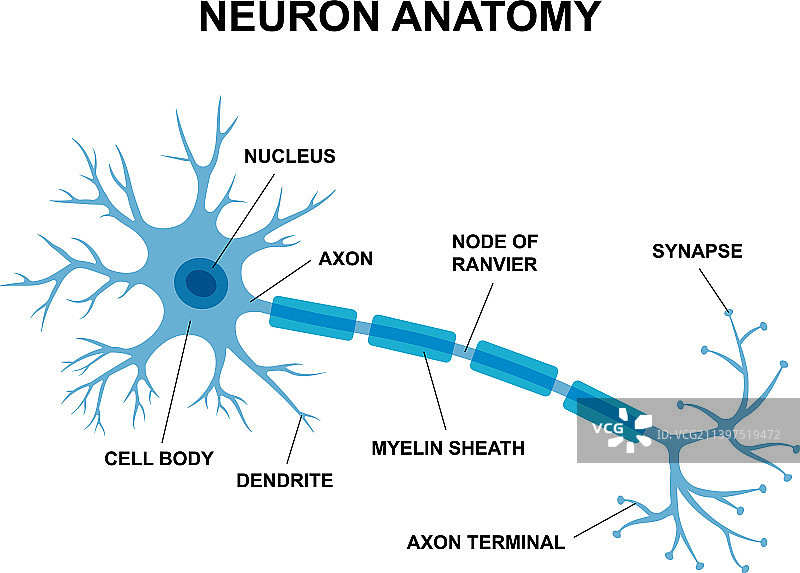 神经解剖医学信息图图片素材