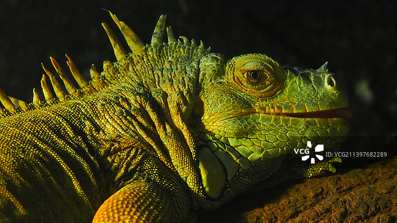 绿色鬣蜥的特写，西班牙图片素材
