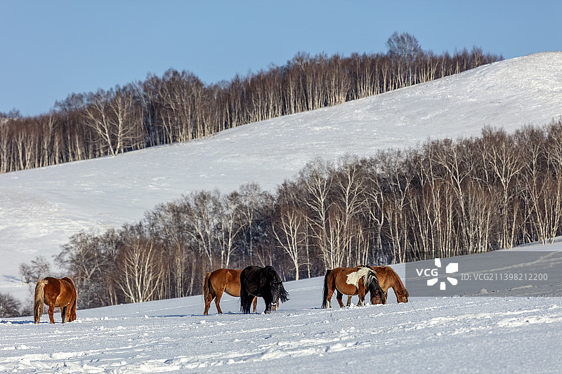 内蒙古坝上草原雪景图片素材
