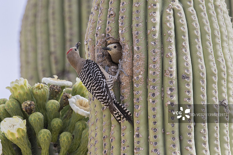 雄性的毒舌啄木鸟把食物叼回雌性的喙洞图片素材