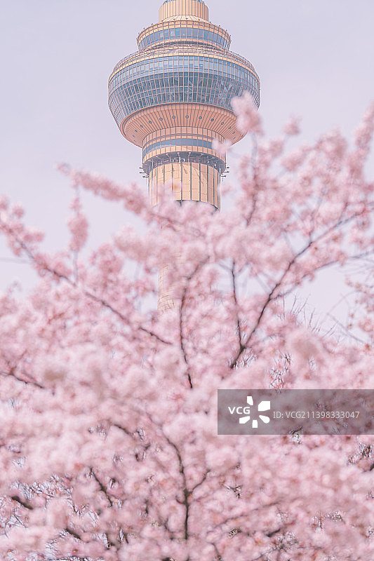 北京玉渊潭的樱花图片素材