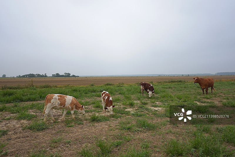 旷野上的牛吃草图片素材