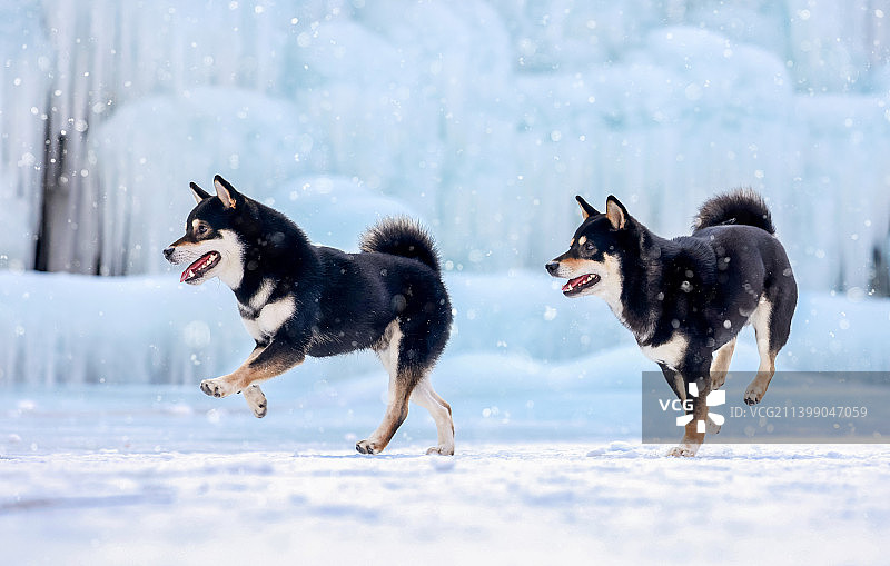 冰川上的柴犬图片素材