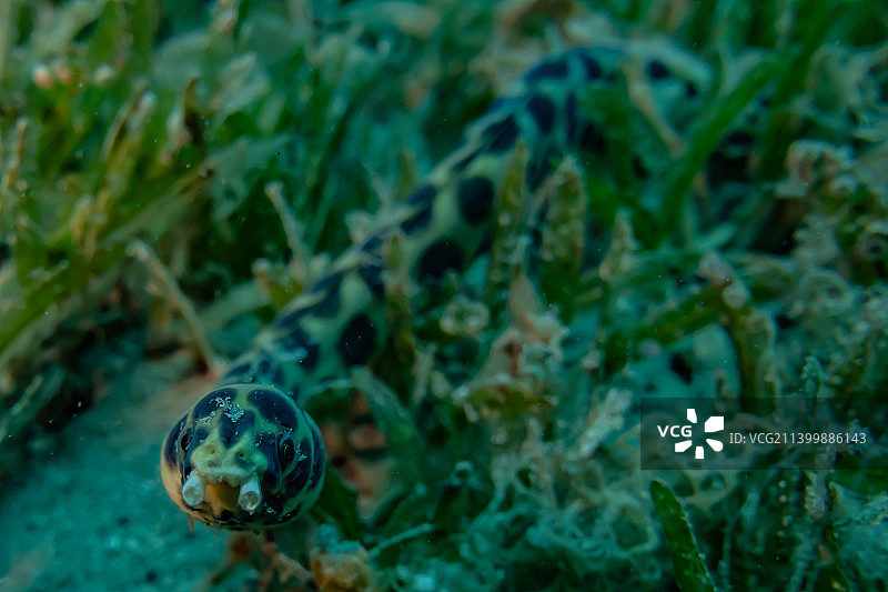 红海中的虎蛇鳗鱼五彩缤纷，美丽的以色列，埃拉特，以色列图片素材