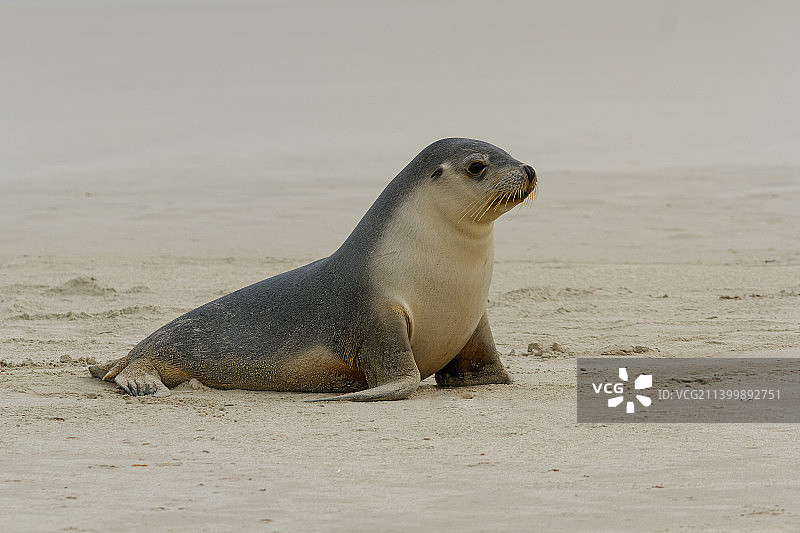 海豹在海滩上的特写，南澳大利亚，澳大利亚图片素材