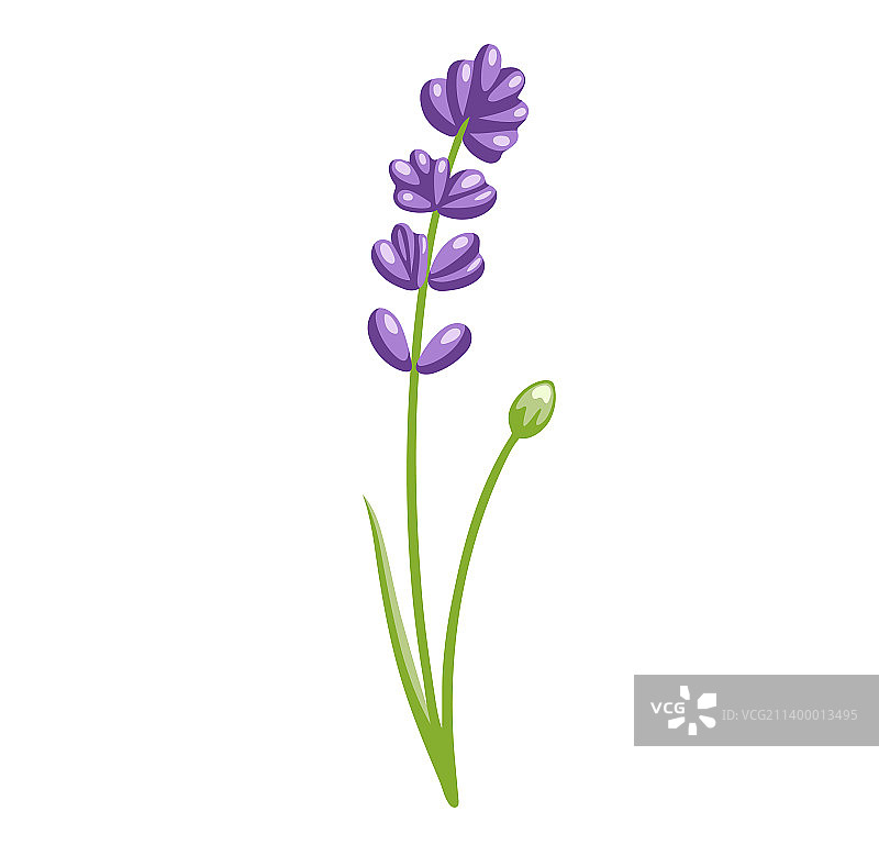 羽扇豆紫罗兰植物花图片素材