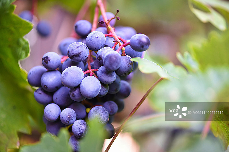 特写葡萄种植在葡萄园，Herrnhut，德国图片素材