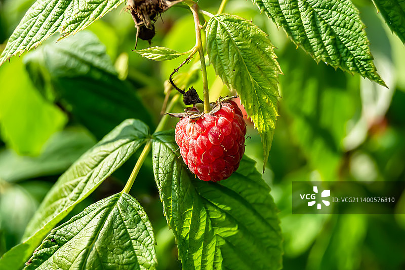 草莓在植物上生长的特写图片素材