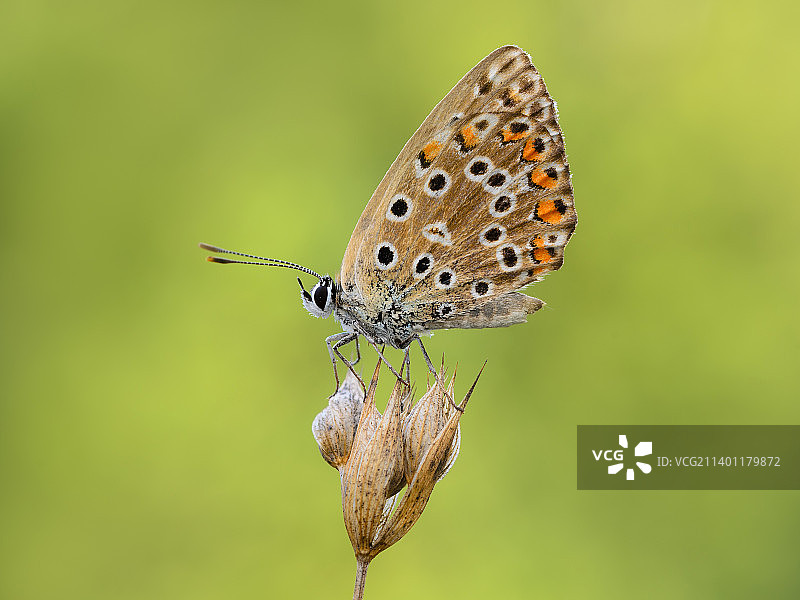 蝴蝶为花授粉的特写镜头图片素材