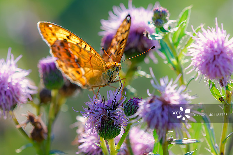 俄罗斯，蝴蝶在紫色花朵上授粉的特写镜头图片素材