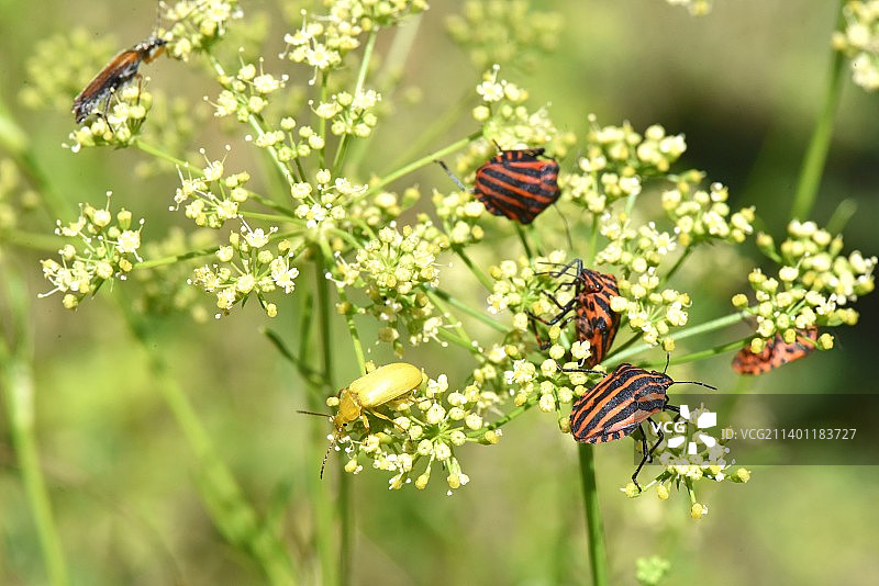 昆虫在花上授粉的特写图片素材