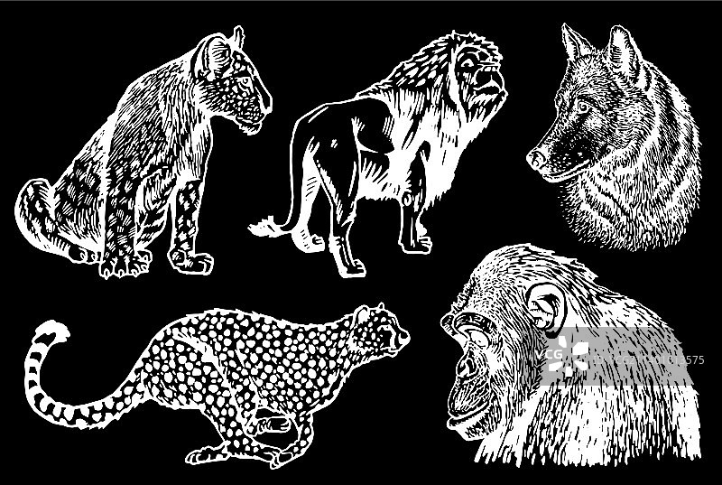 图解集的野生动物隔离在黑色图片素材