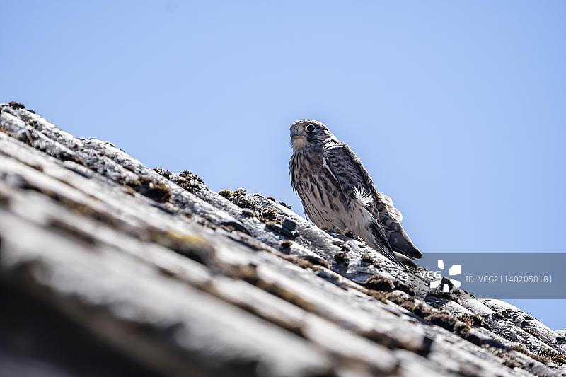 普通红隼(Falco tinnunculus)，一只刚能飞行的雏鸟，坐在有旧瓦片的屋顶上，德国莱茵兰-普法尔茨的Vulkaneifel图片素材