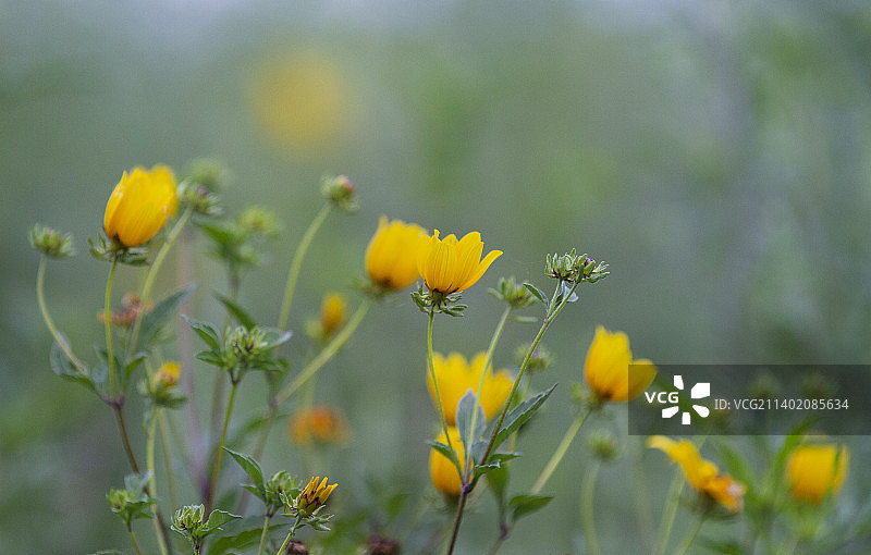 黄色开花植物在田野的特写，萨利索，俄克拉荷马州，美国图片素材