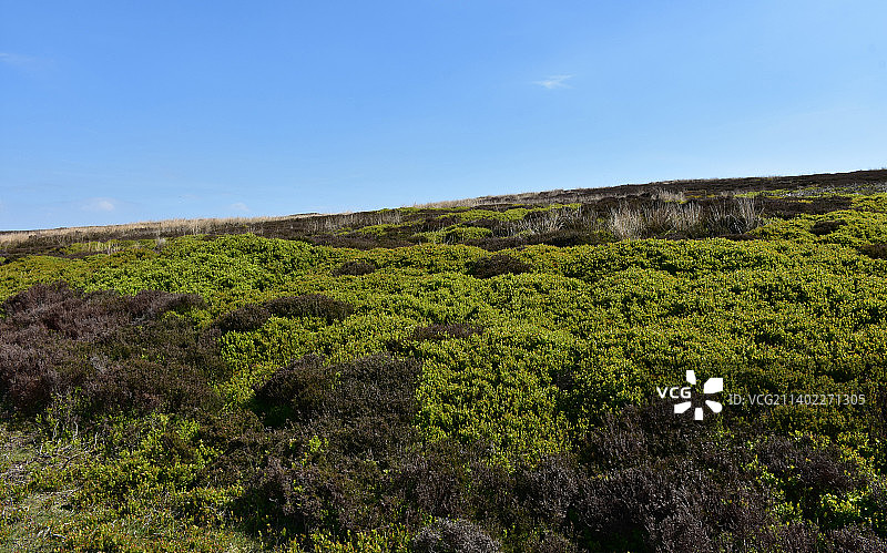 繁茂的绿色石楠花在英格兰约克郡北部的摩尔图片素材