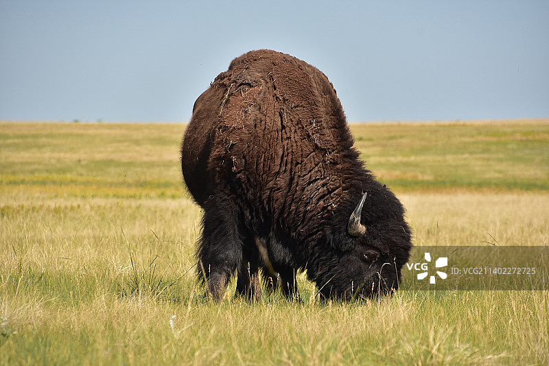 草原上吃草的孤独的长毛野牛图片素材