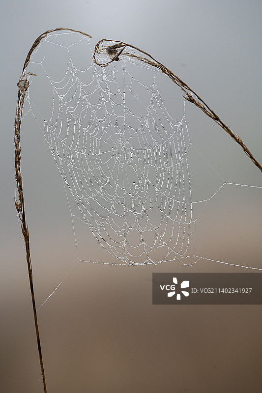 湿蜘蛛网上的蜘蛛网特写图片素材