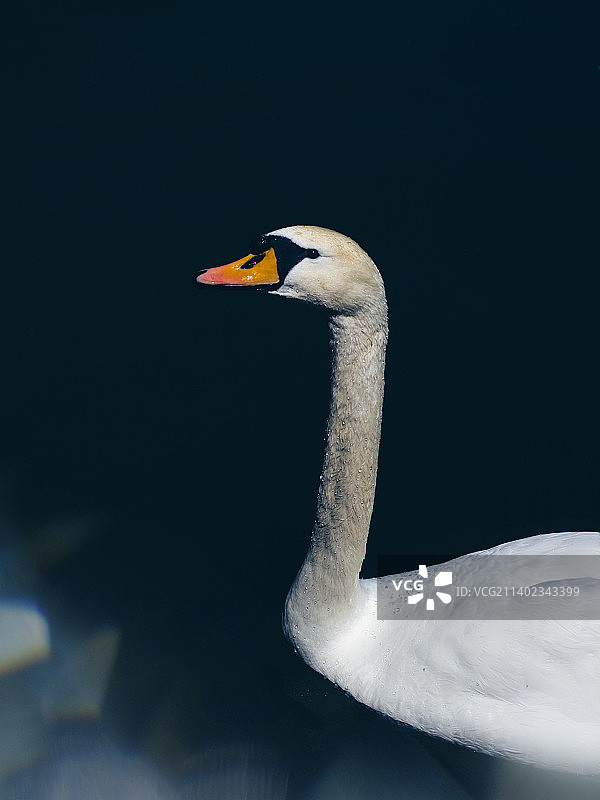 无声的天鹅在湖中游泳的特写图片素材