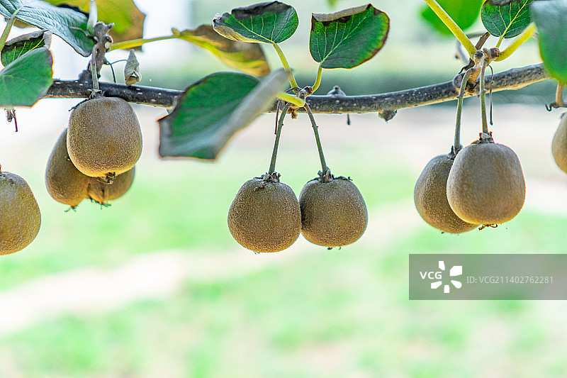 中国水果果树拍摄拍摄主题，猕猴桃树上结出褐色的猕猴桃果实，户外白昼无人图像摄影图片素材