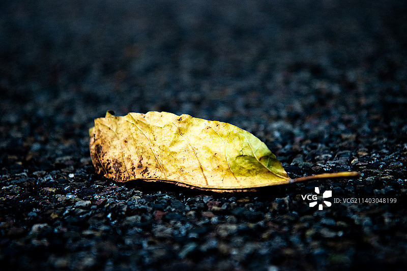 秋天掉落地上的枯叶图片素材