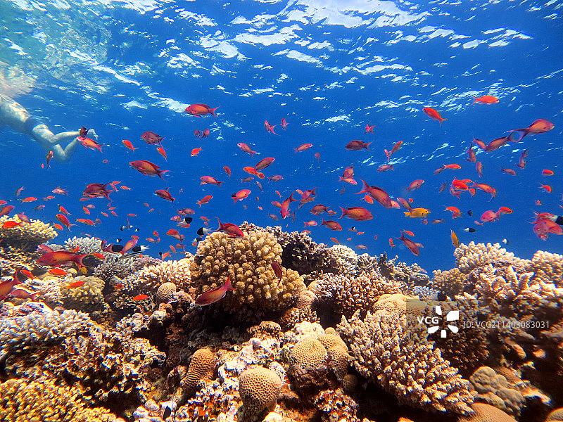 人们在海底珊瑚旁游泳，南西奈省，埃及图片素材