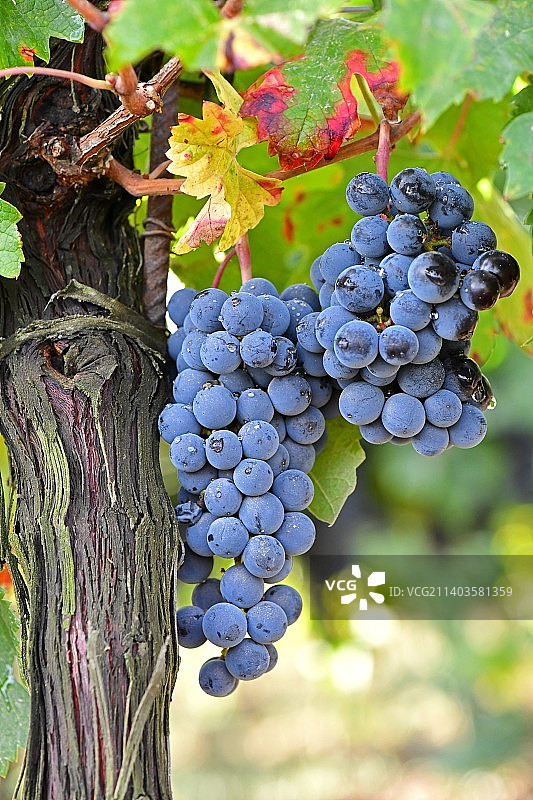 葡萄园里生长的葡萄的特写图片素材