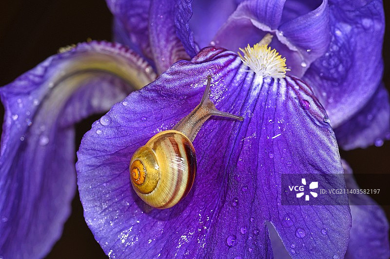蜗牛在潮湿的紫色鸢尾花上的特写图片素材