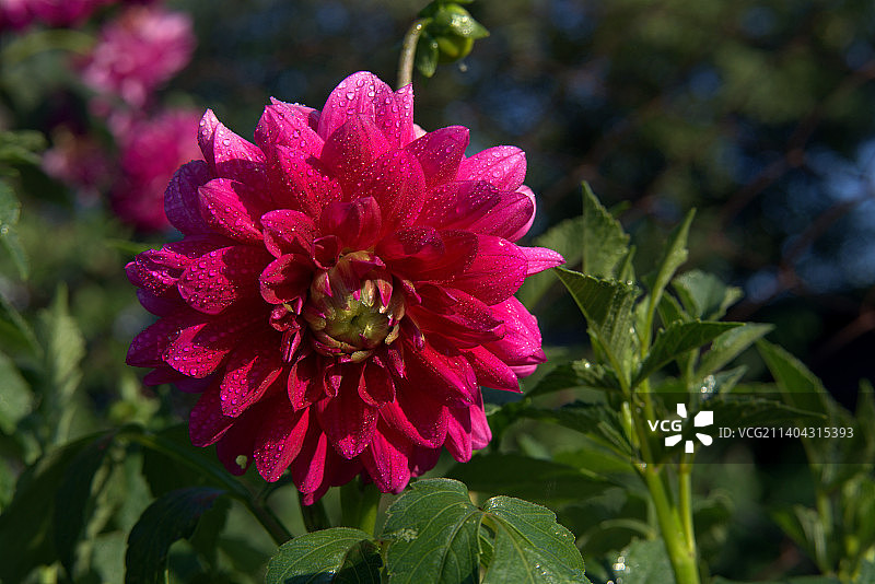 粉色开花植物的特写图片素材