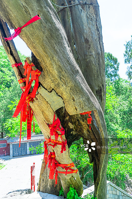 中国非都市风光拍摄主题，山东泰安国内著名景点泰山风景区，干枯的树干上缠绕着红色的祈福带，户外白昼无人图片素材
