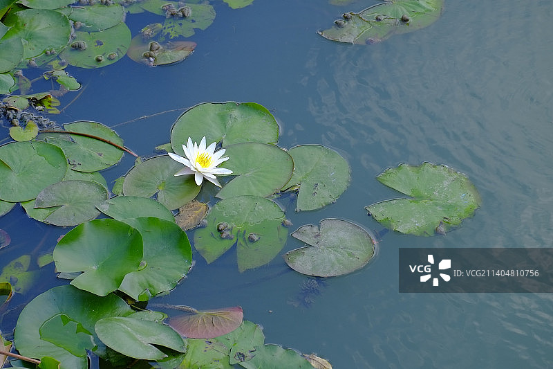 高角度的荷花睡莲在湖，中国图片素材