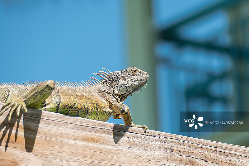 美国佛罗里达州基韦斯特，绿色鬣蜥在木头上的特写图片素材
