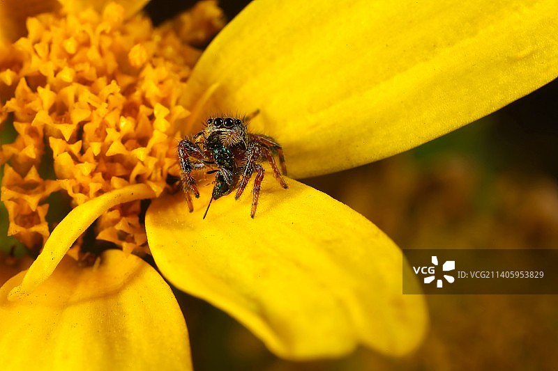 蜜蜂在黄花上授粉的特写图片素材