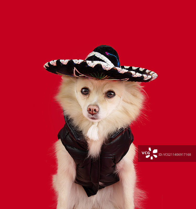 有趣的波美拉尼亚狗戴着墨西哥帽子庆祝万圣节或狂欢节，赫罗纳，西班牙图片素材